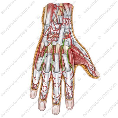 Тыльные пальцевые артерии (arteriae digitales dorsales)